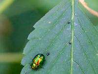 Kleiner schillernder Ovaläugiger Blattkäfer